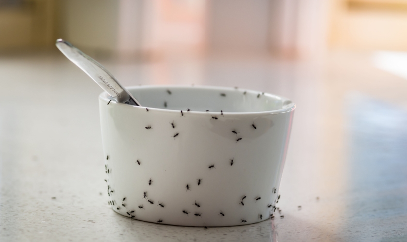 Don't Let Ants Takeover Your Home! Summerlin