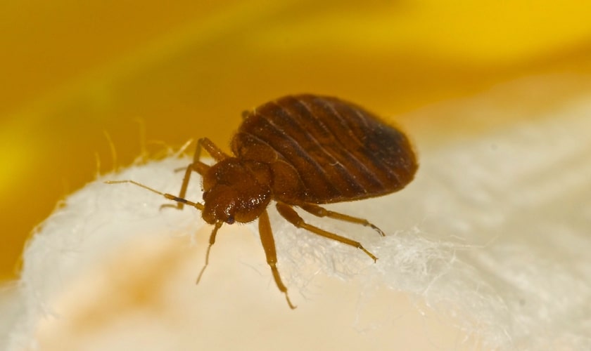 La King Bed Bug Treatment Companies