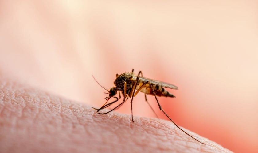 Mosquito Control & Exterminators in Las Vegas