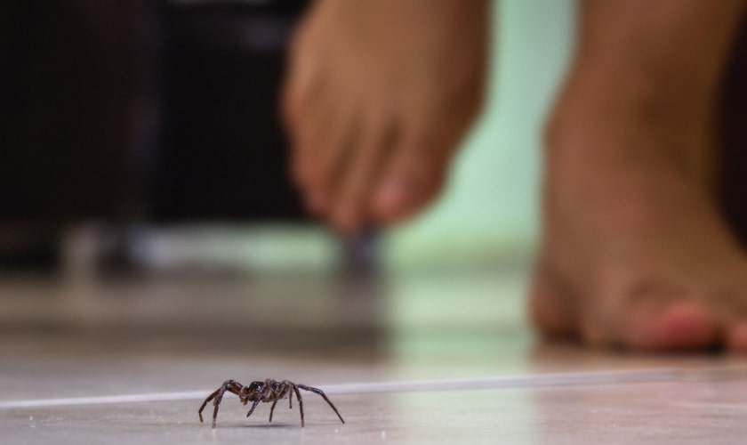 Spider Control & Exterminators in Las Vegas