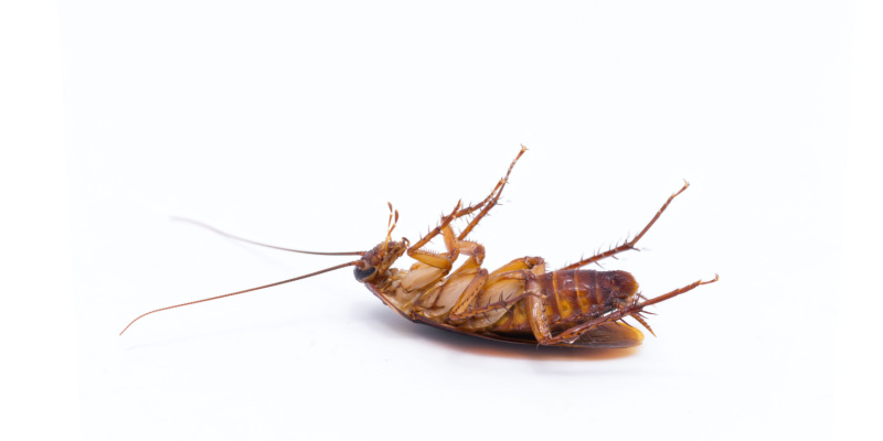 Las Vegas Cockroach Control