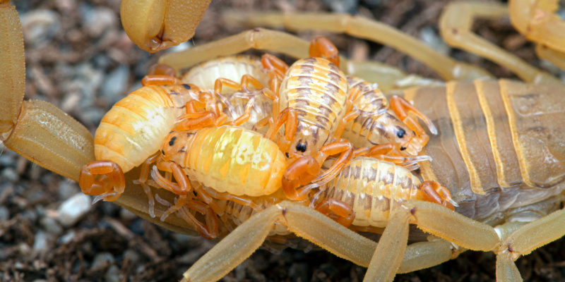 Scorpion Prevention Tips for Las Vegas Homeowners