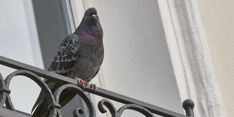 Are Pigeons a Problem in Las Vegas?