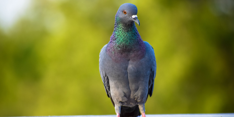 Summerlin Pigeon Control Services