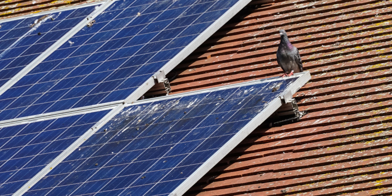 Solar Panel Protection and Pigeon Proofing in Las Vegas