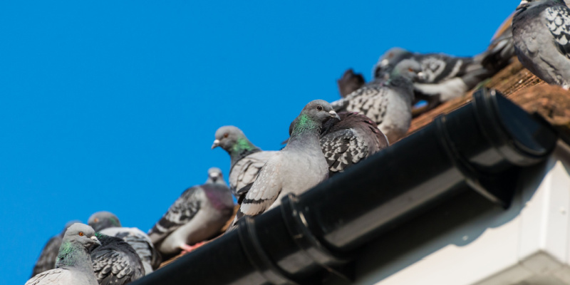 What Should I Do if I Have a Pigeon Problem on My Roof?