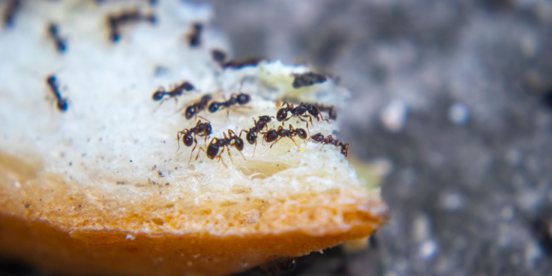 What is the Best Solution to Get Rid of Ants?