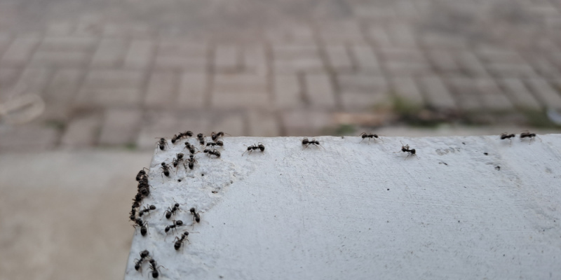 What Should I Do if There is a Trail of Ants in My Home?