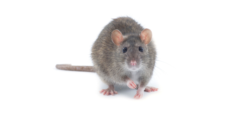 Best Rodent Control in Las Vegas