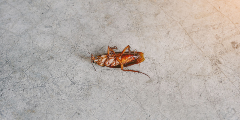 Cockroach Problems in Las Vegas