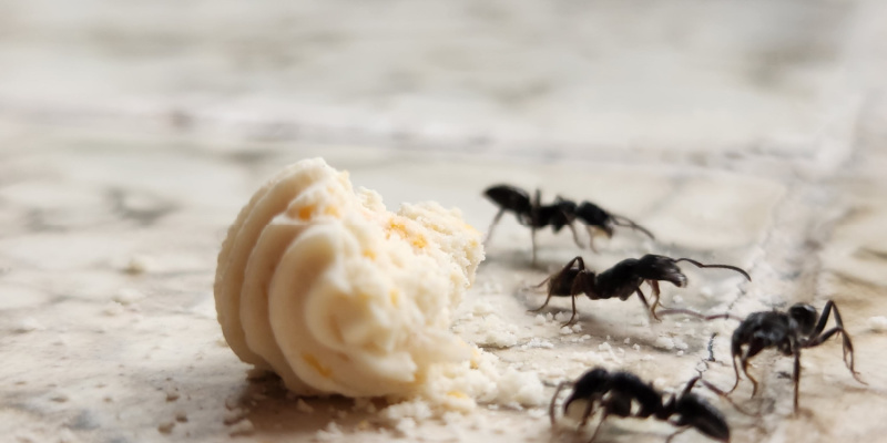 Why Do I Have an Ant Problem in My Home?