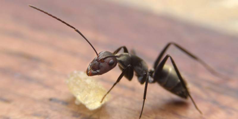 Ant Control Experts in Henderson, NV