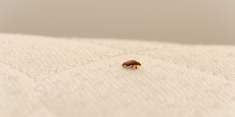 Are Bed Bugs a Problem in Las Vegas?