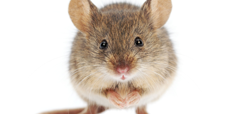 Can Rodents Cause Property Damage?