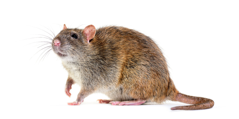 Keep Rats Out of Your Summerlin, Las Vegas Home
