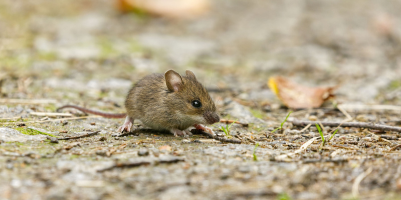 How Do I Know if I Have a Mouse Problem in My Home?