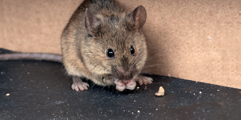 Top Choice for Rodent Control in Las Vegas
