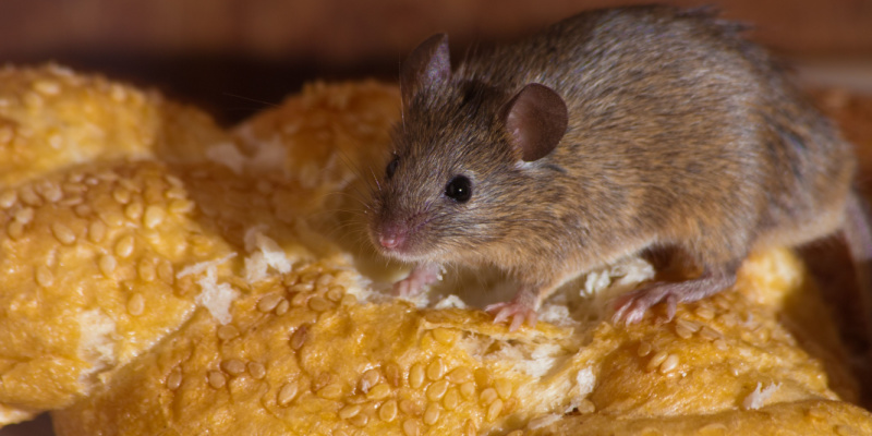 Are Mice Hard to Get Rid of?