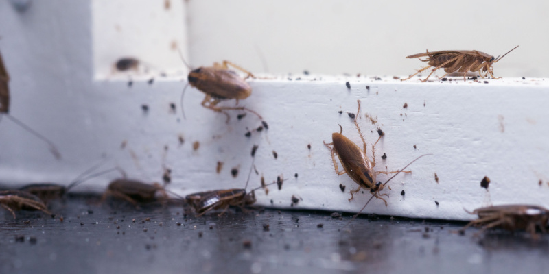 How Do I Know if I Have a Cockroach Infestation in My Home?