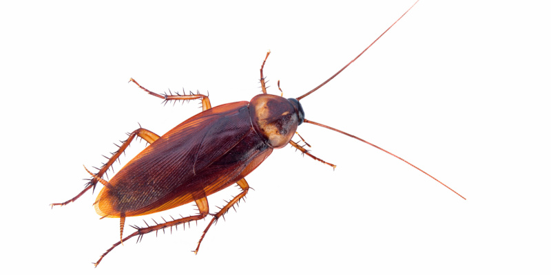 Cockroach Control Experts in Summerlin, NV