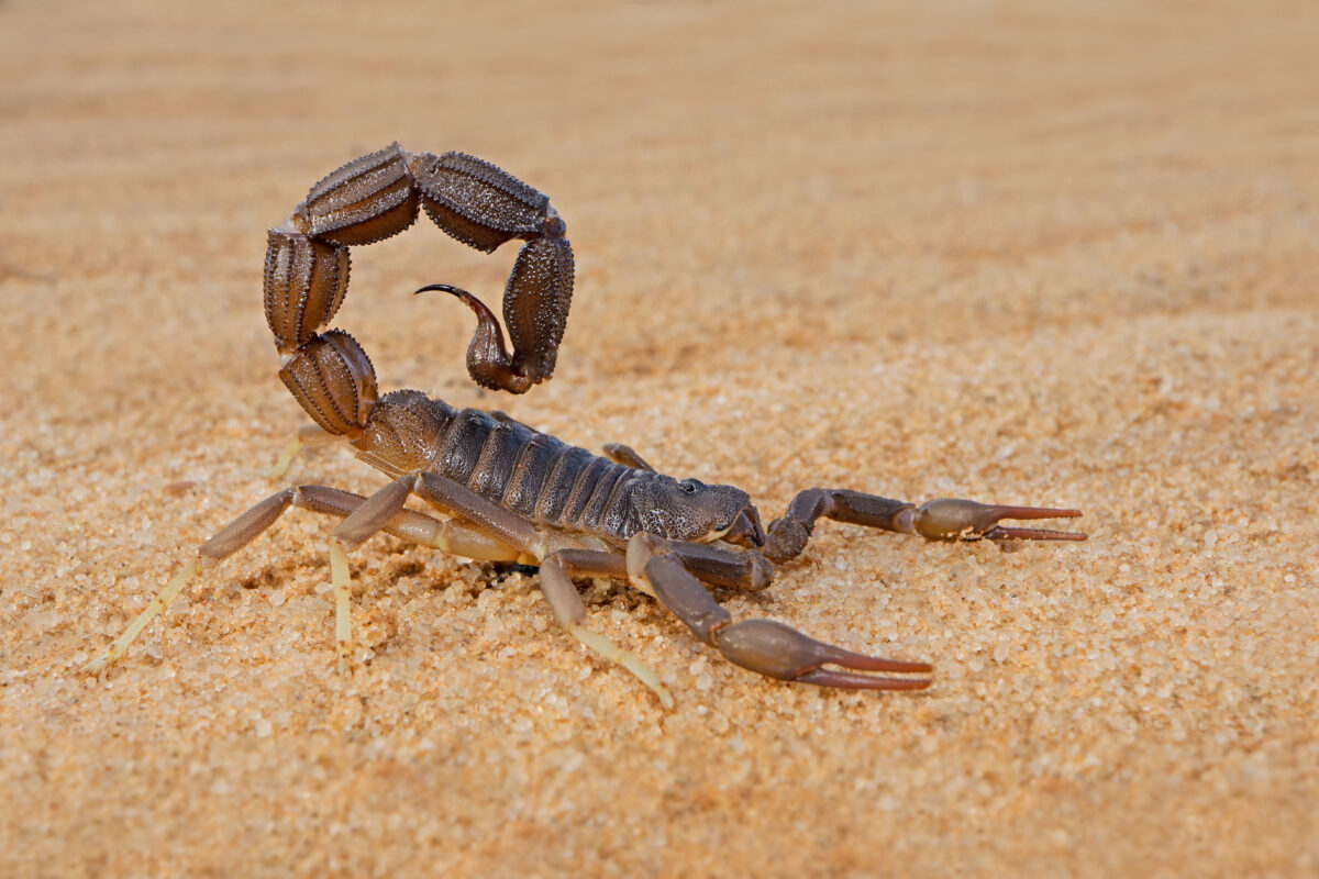What Months Are Scorpions Most Active?
