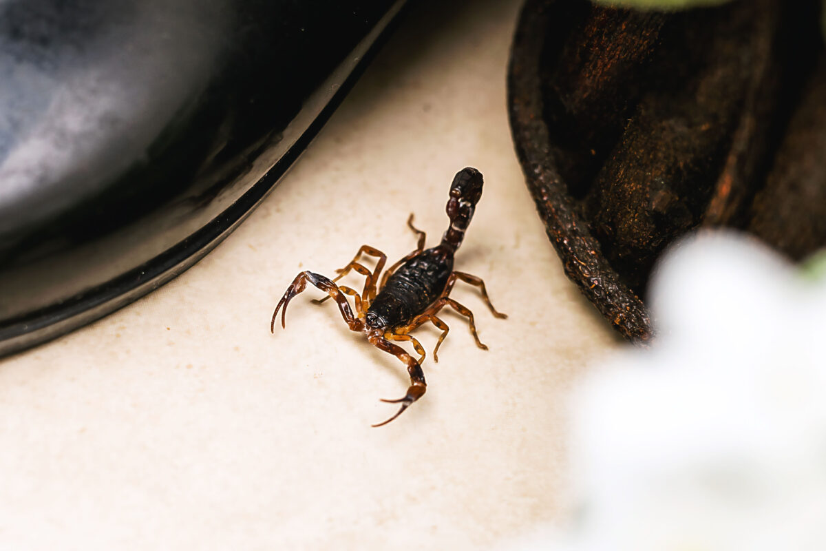 What Should I Do If I See a Scorpion in My Summerlin Home?