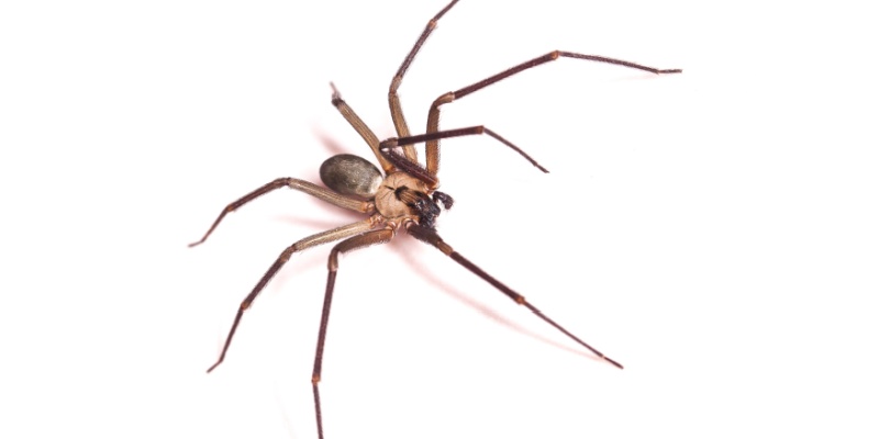Spider Control Experts in Summerlin