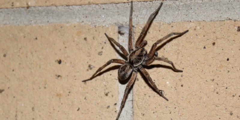 Best Spider Exterminators in Henderson, NV