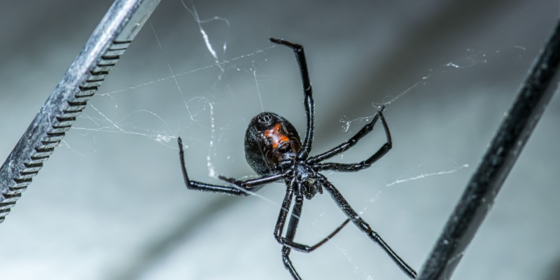 Spider Problems for Las Vegas Homeowners