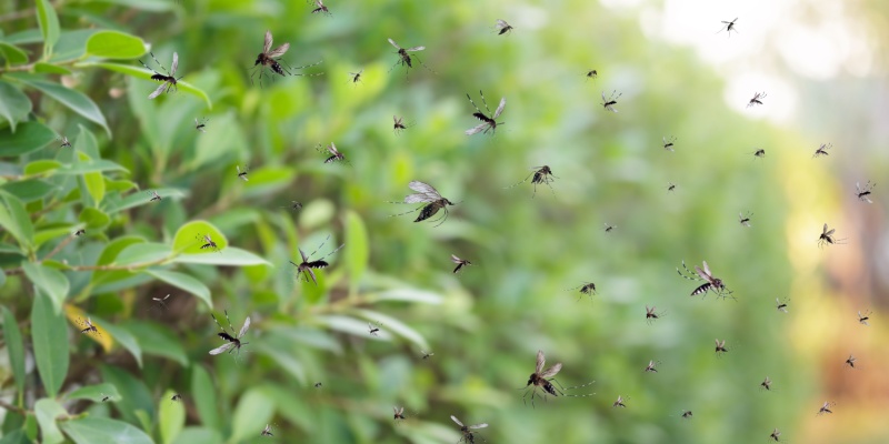 Protect Your Las Vegas Home from a Mosquito Infestation