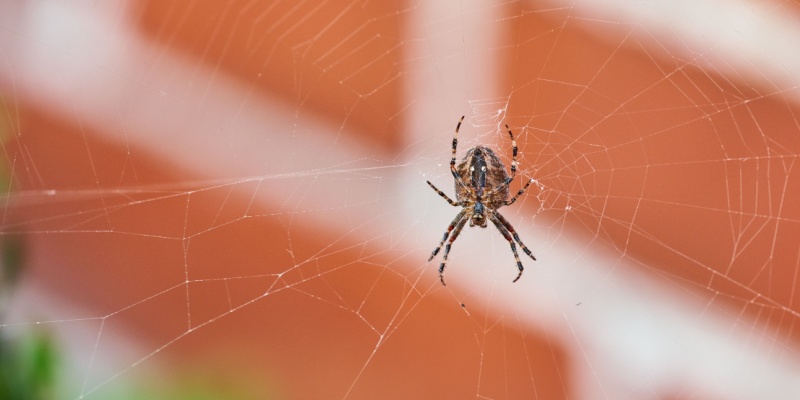 Why Do I Have a Spider Problem in My Home?
