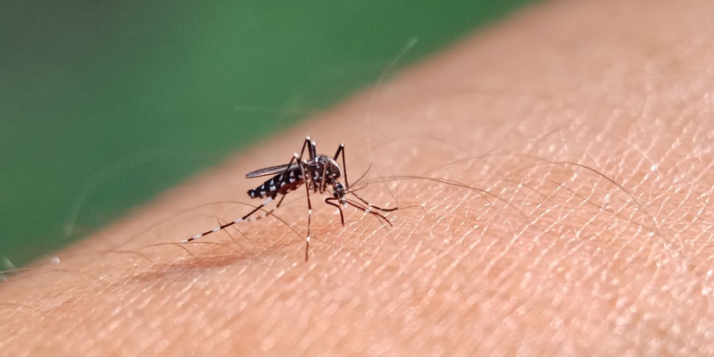 Are Mosquitoes a Problem in Las Vegas?