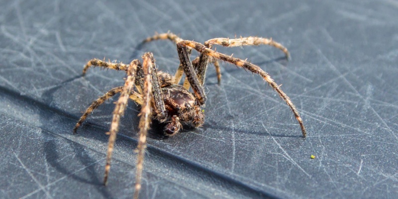 Don’t Let Spiders Invade Your Las Vegas Home