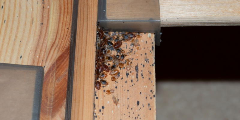 Can You Get Rid of a Bed Bug Infestation on Your Own?