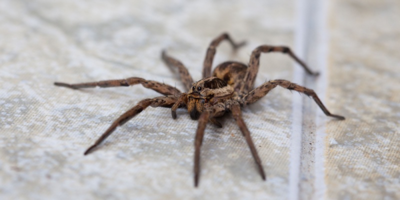 Are Spiders Hard to Get Rid Of?