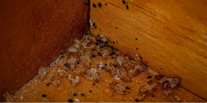 How Did I Get a Bed Bug Infestation?