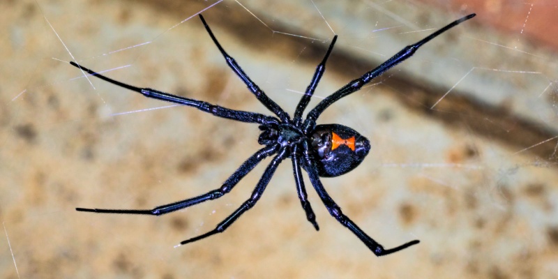 Protect Your Henderson, NV Home from a Spider Problem