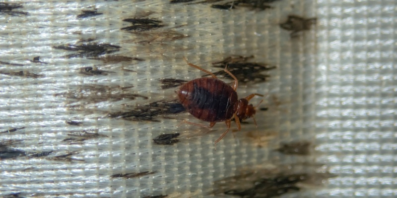 Bed Bug Elimination Experts in Henderson, NV