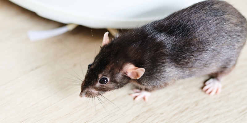 Does DIY Rodent Control Work?