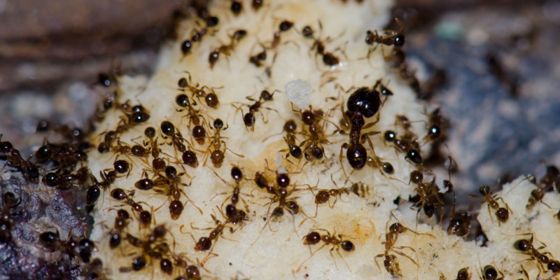 Why Ants Invade Summerlin Homes and How to Stop Them