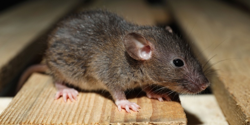 The Unique Challenges of Rodent Control in the Las Vegas Desert Climate